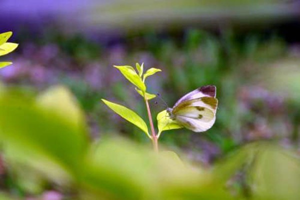 環(huán)境監(jiān)測(cè)公司如何打出聲勢(shì)，塑造品牌？