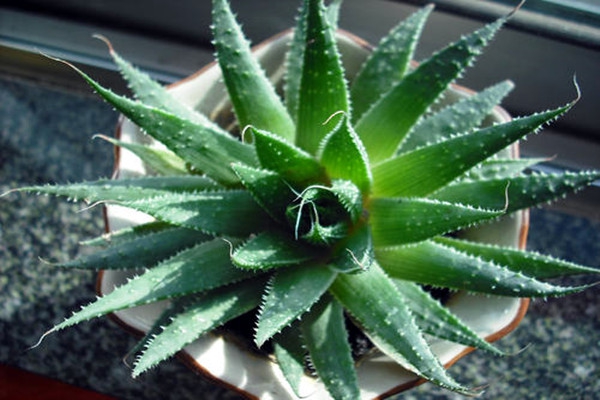 蘆薈能進行空氣質量實時監(jiān)測？