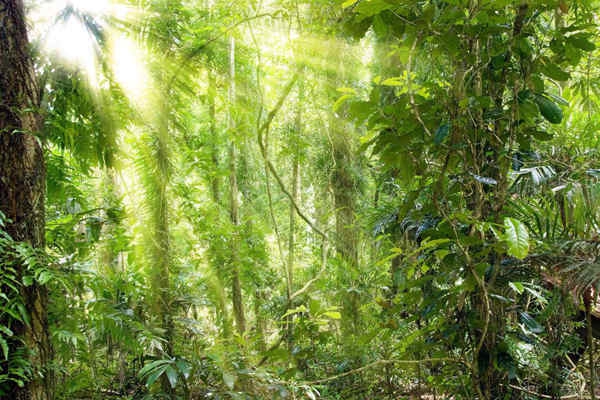 哪些植物可以作為環(huán)境監(jiān)測(cè)的指示物？